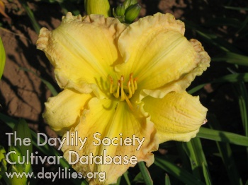 Daylily Special Son